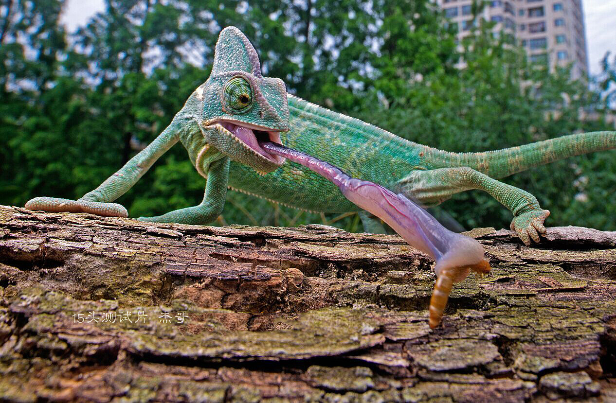 广角微距,超景深定义|摄影|风光摄影|瓜哥微距摄影 - 原创作品 - 站酷