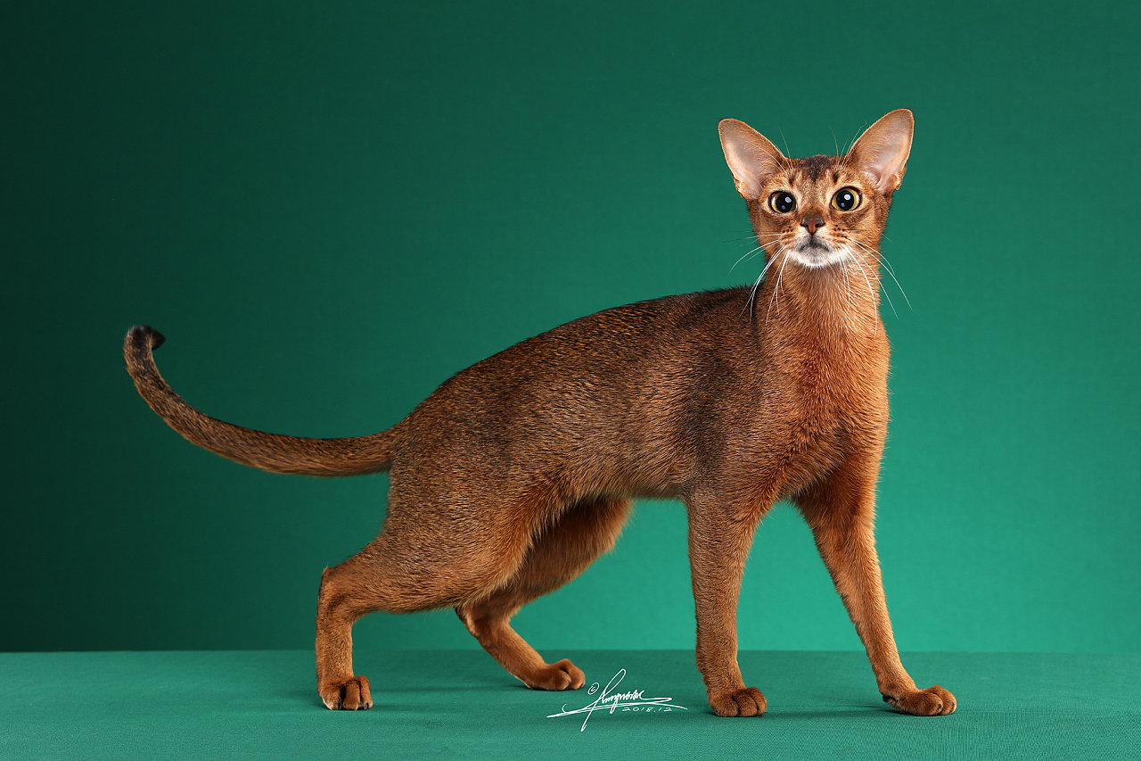 阿比西尼亚猫 - 原创作品 - 站酷(zcool)