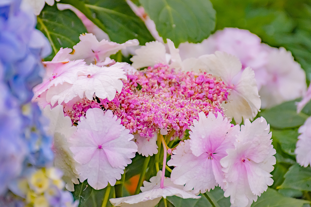 疫情下的植物园