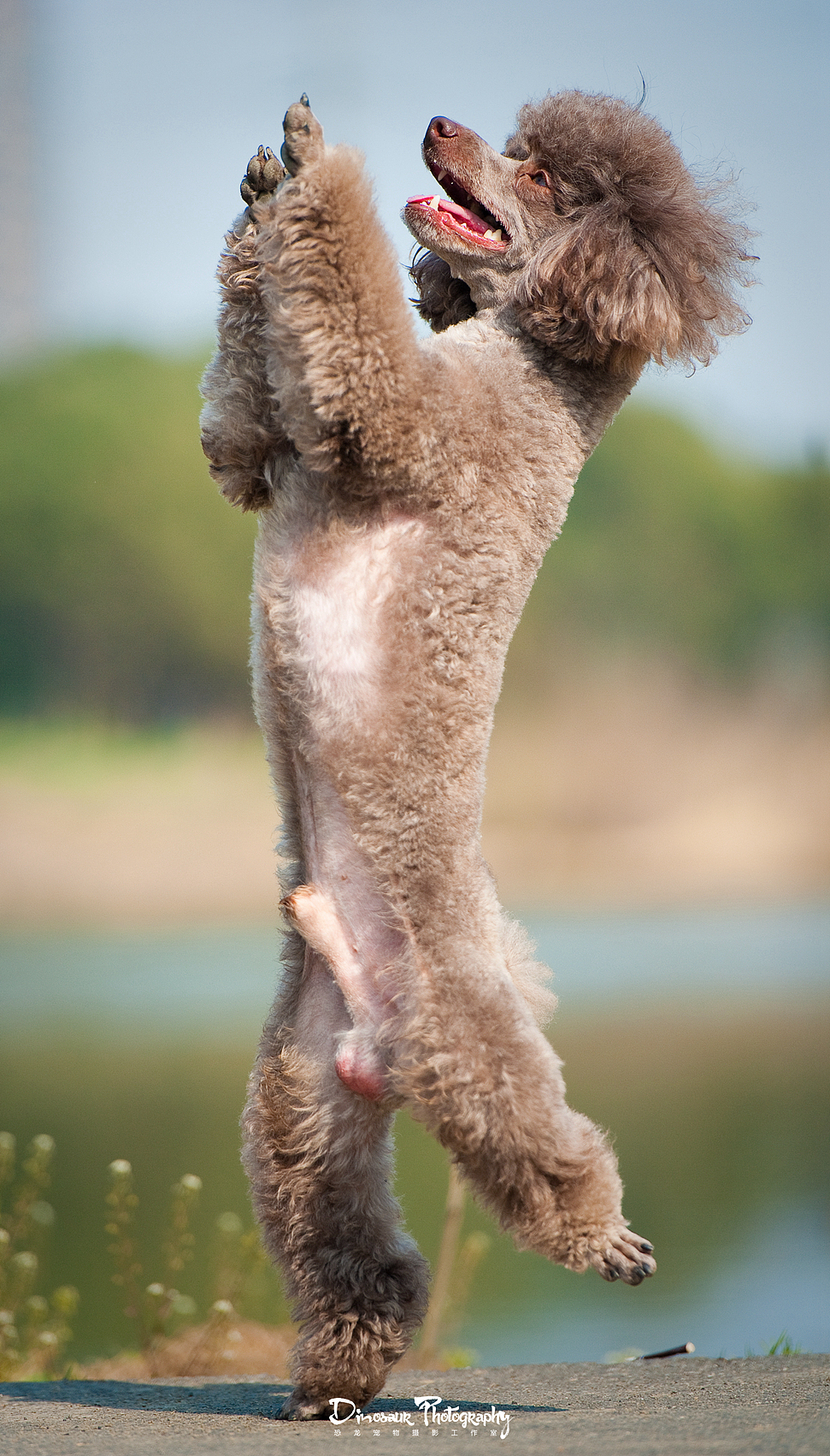 【恐龙】宠物摄影2月上半月拍摄作品