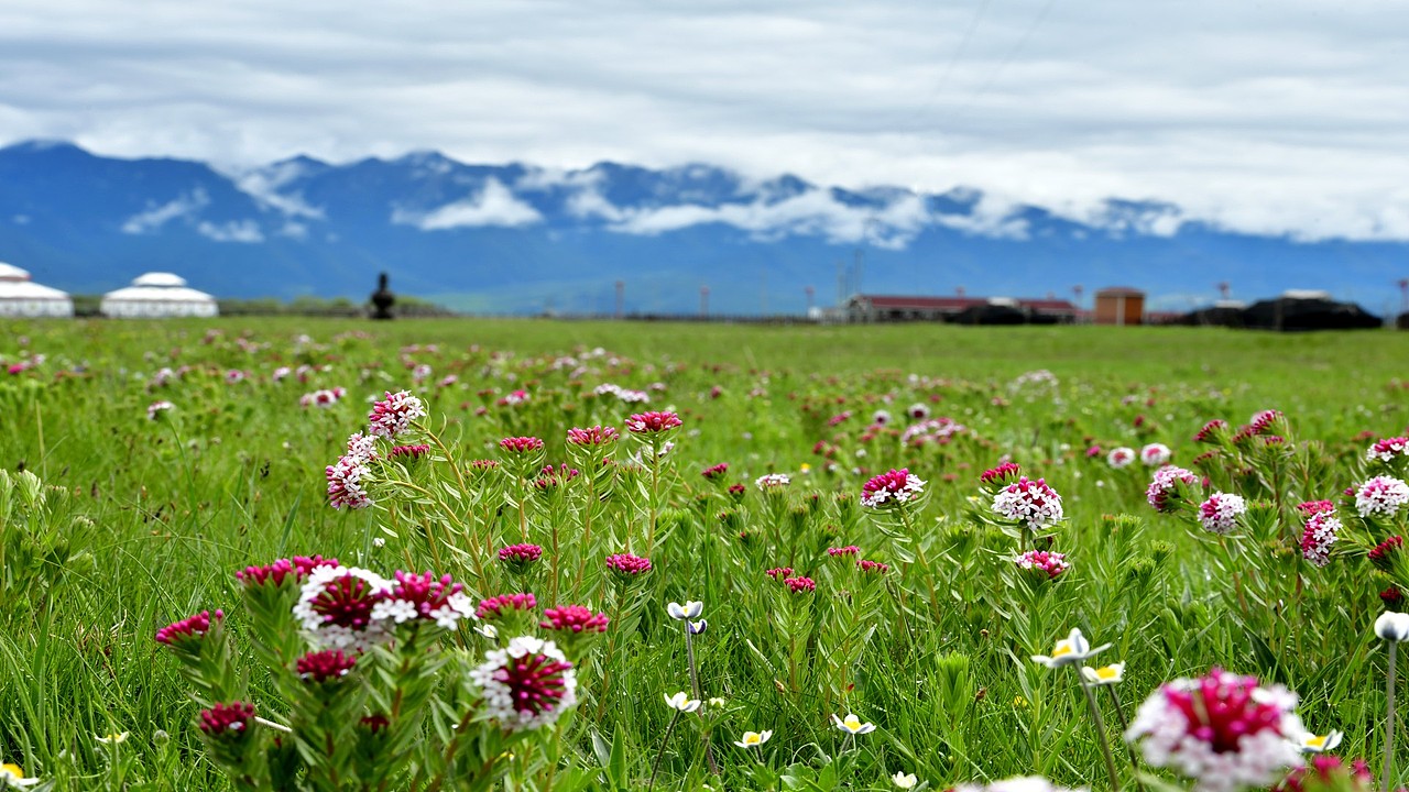 祁连山下最美的牧场