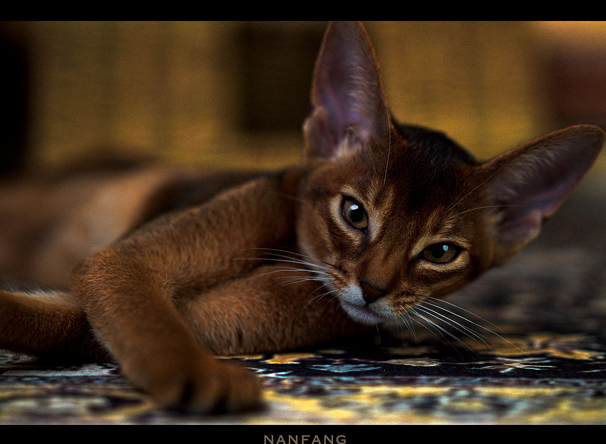 摄影 | 超模刘囫囵