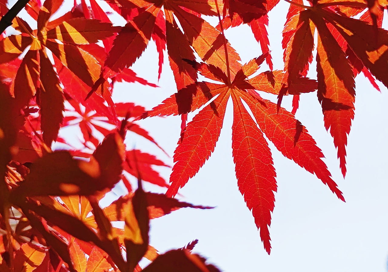 记录身边美好的风景秋天的颜色—红色枫叶已参与 :宝藏作品大赏广州