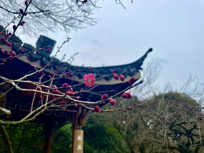 灵峰探梅（图ZMzMwNzEwODky） - 风光摄影 - 站酷设计师钱珊Mino原创素材 - 站酷ZCOOL