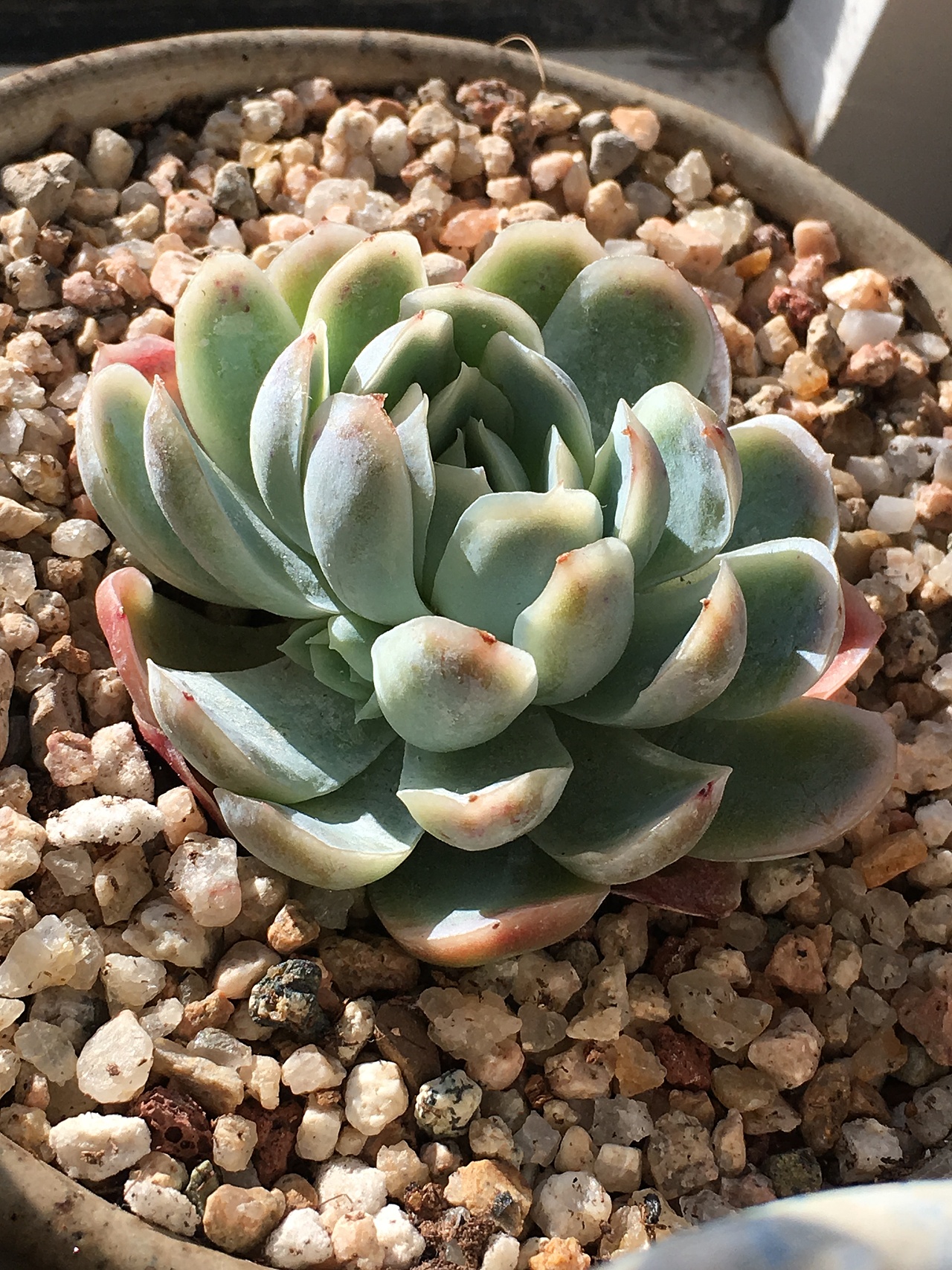 紫月影,这货最近爆了6个崽。绝对能生绝对美腻