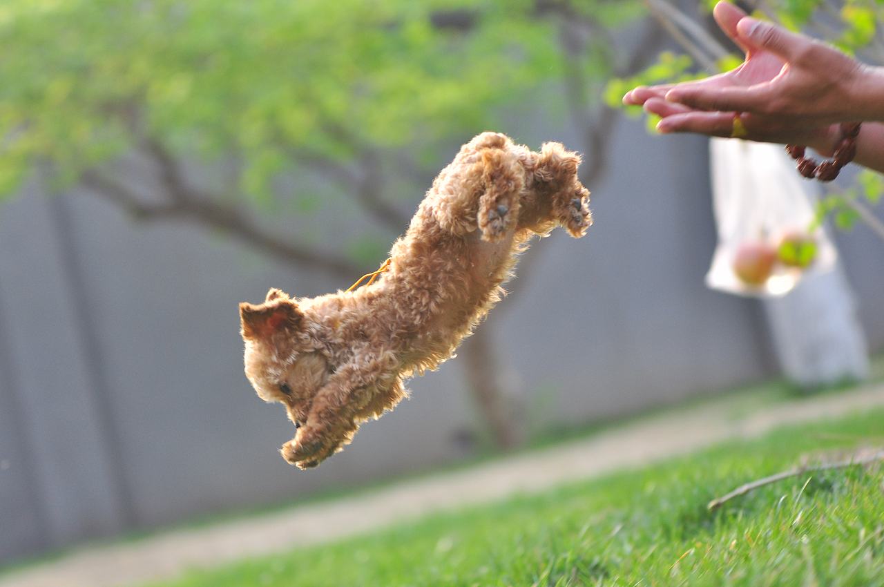 设计师的宠物摄影（图ZODA4NjEwMDA=） - 宠物摄影 - 站酷设计师徐志友原创素材 - 站酷ZCOOL