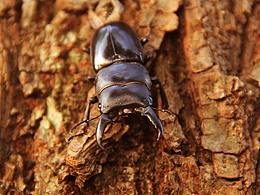 昆虫记之食物争夺战