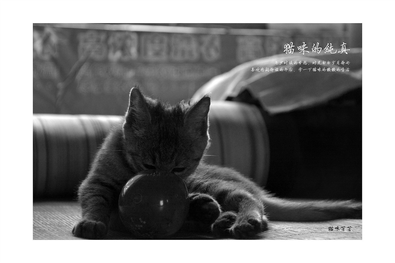 猫咪（图ZNTUwMTc4NjQ=） - 宠物摄影 - 站酷设计师文馨妨原创素材 - 站酷ZCOOL