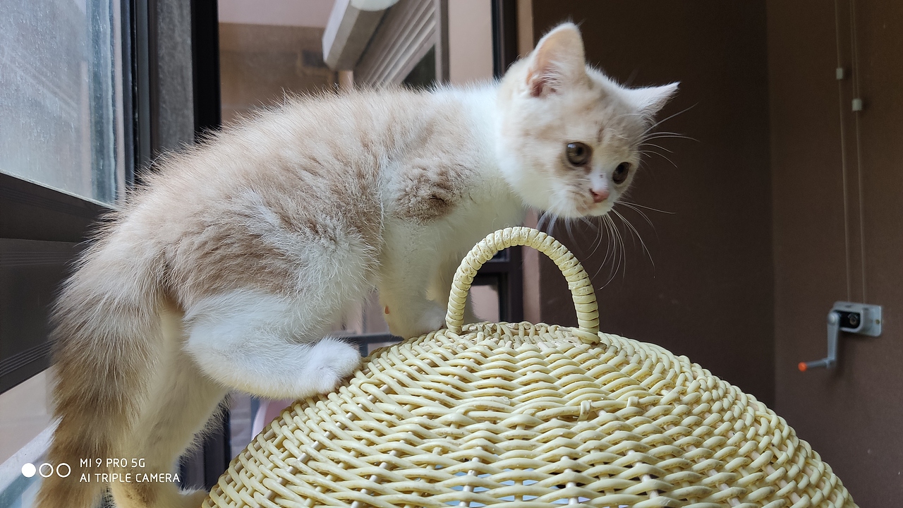 原创作品摄影宠物摄影乳白色英短乳白猫咪橘猫猫舍英短