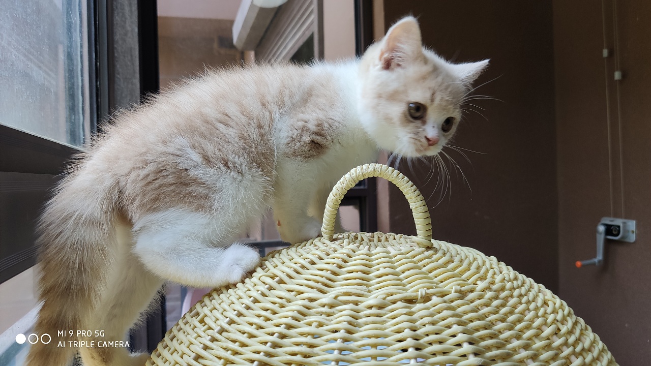 橘猫144-英短-乳白-公-五粉-白脖圈