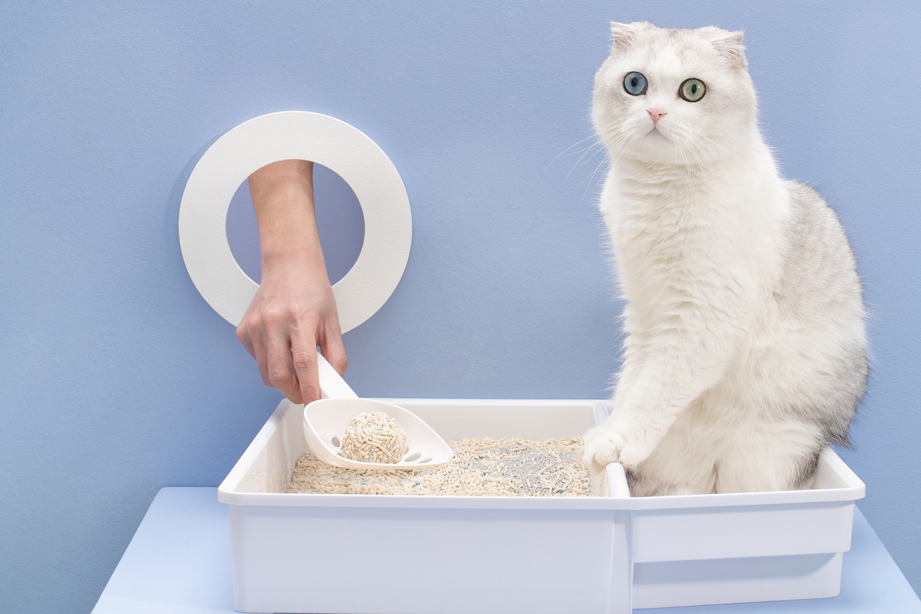 猫咪为什么喜欢喝“厕所水”？这4点很多人没有想到 - 知乎