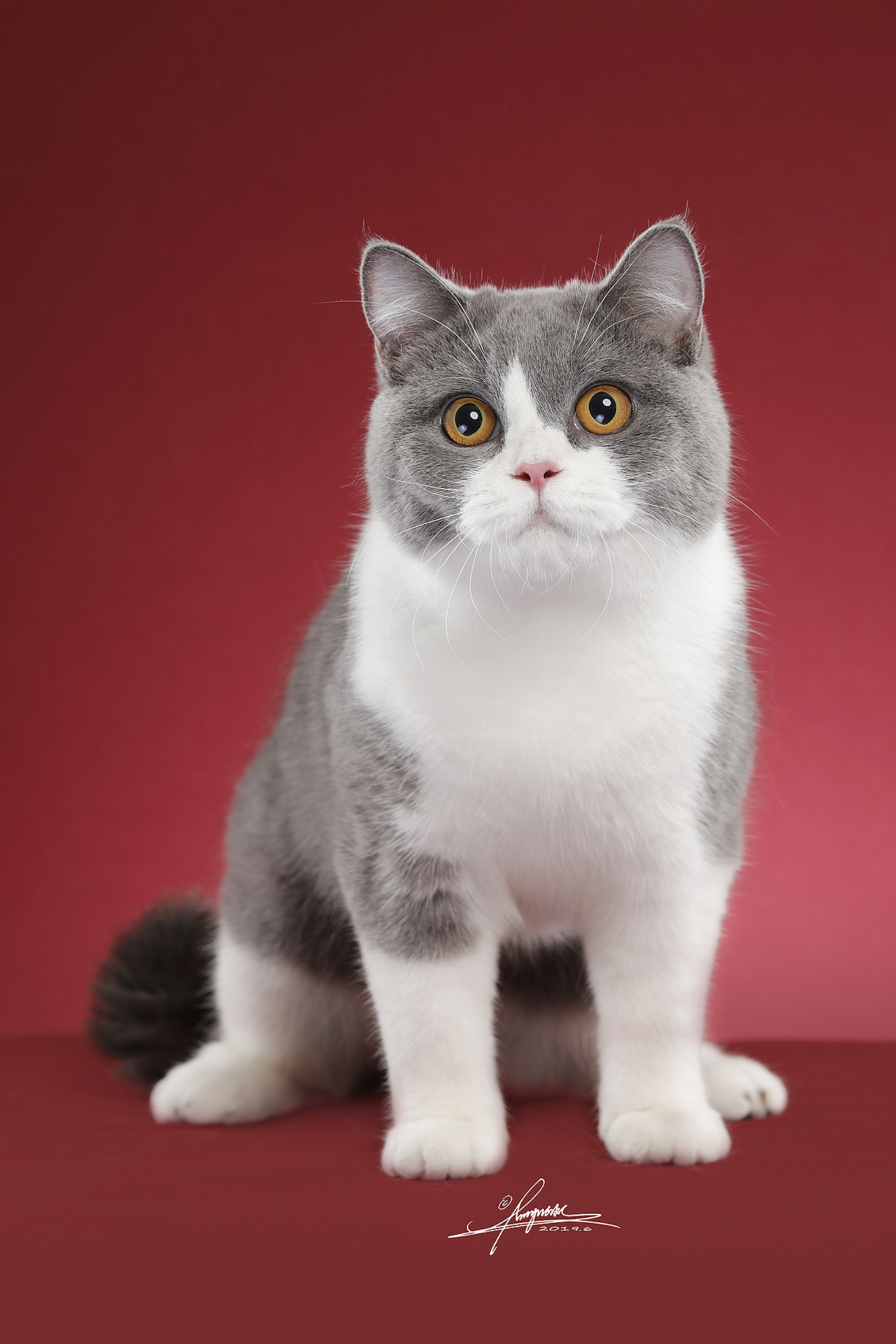 英国短毛猫