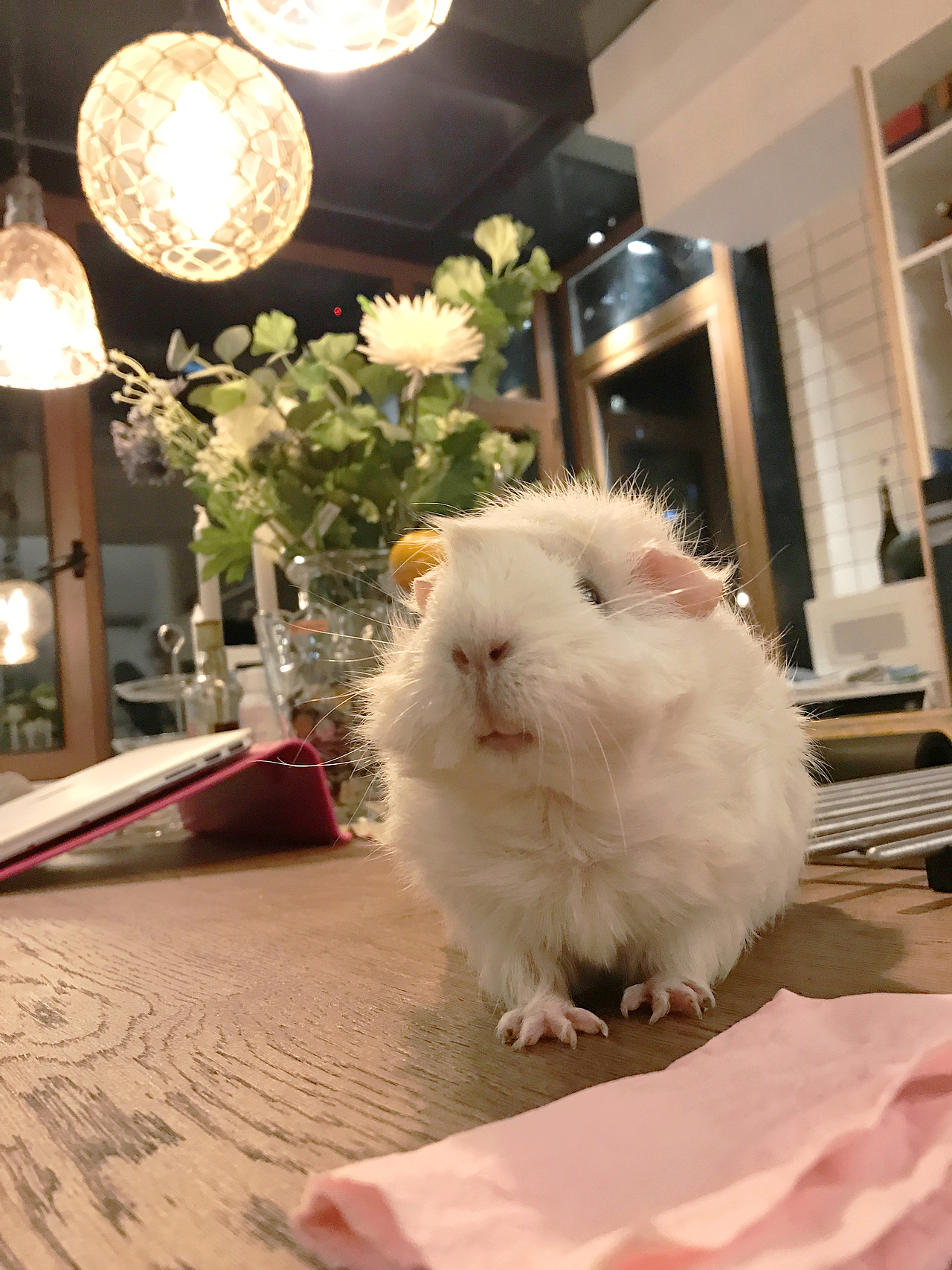 豚鼠婆婆的小宝贝