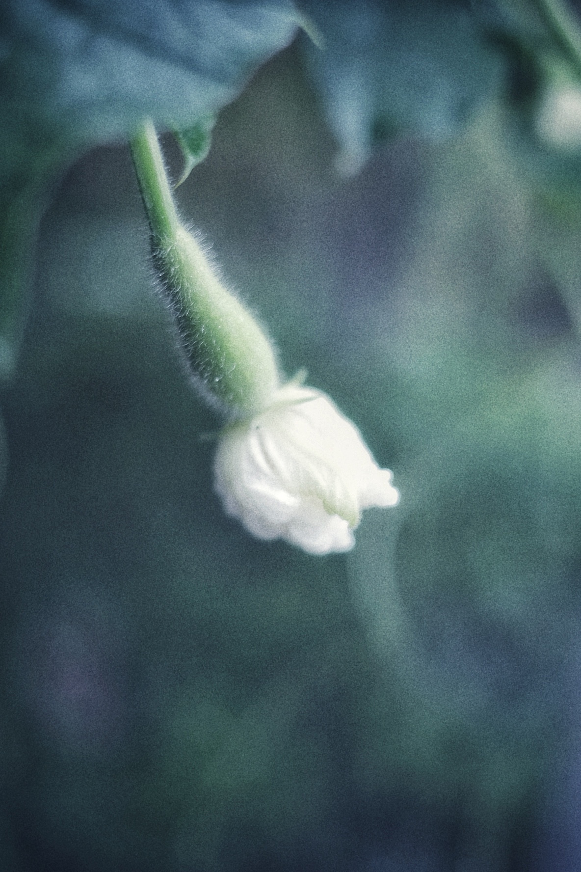 夏雨（图ZMTYzMDk5MDY0） - 风光摄影 - 站酷设计师魏薇安原创素材 - 站酷ZCOOL