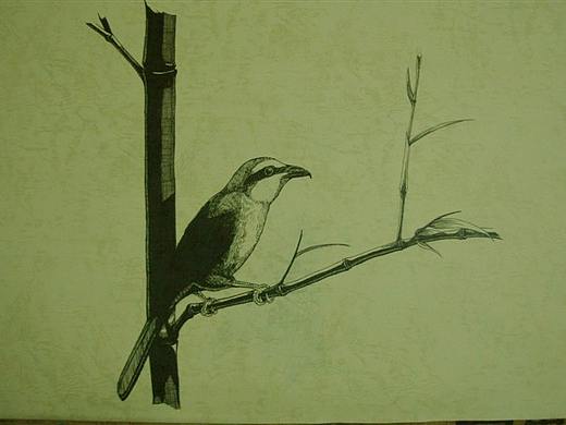 我画的【百鸟绘】之一（个人主页-ZNDg1OTkyMjQ=） - 绘画 - 站酷设计师6黄柱成9原创素材 - 站酷ZCOOL