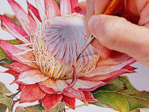 蘸水笔针管笔｜南非帝王花