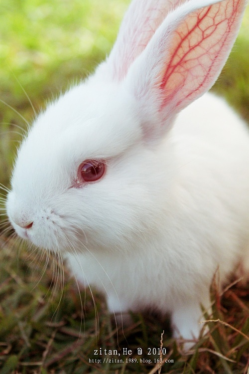 小萌兔享受着冬日暖阳