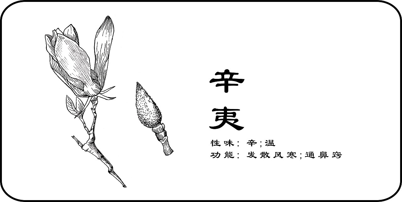 中草药手绘标示（图ZMzY3NTI3NzI=） - 创作习作 - 站酷设计师一二零七原创素材 - 站酷ZCOOL