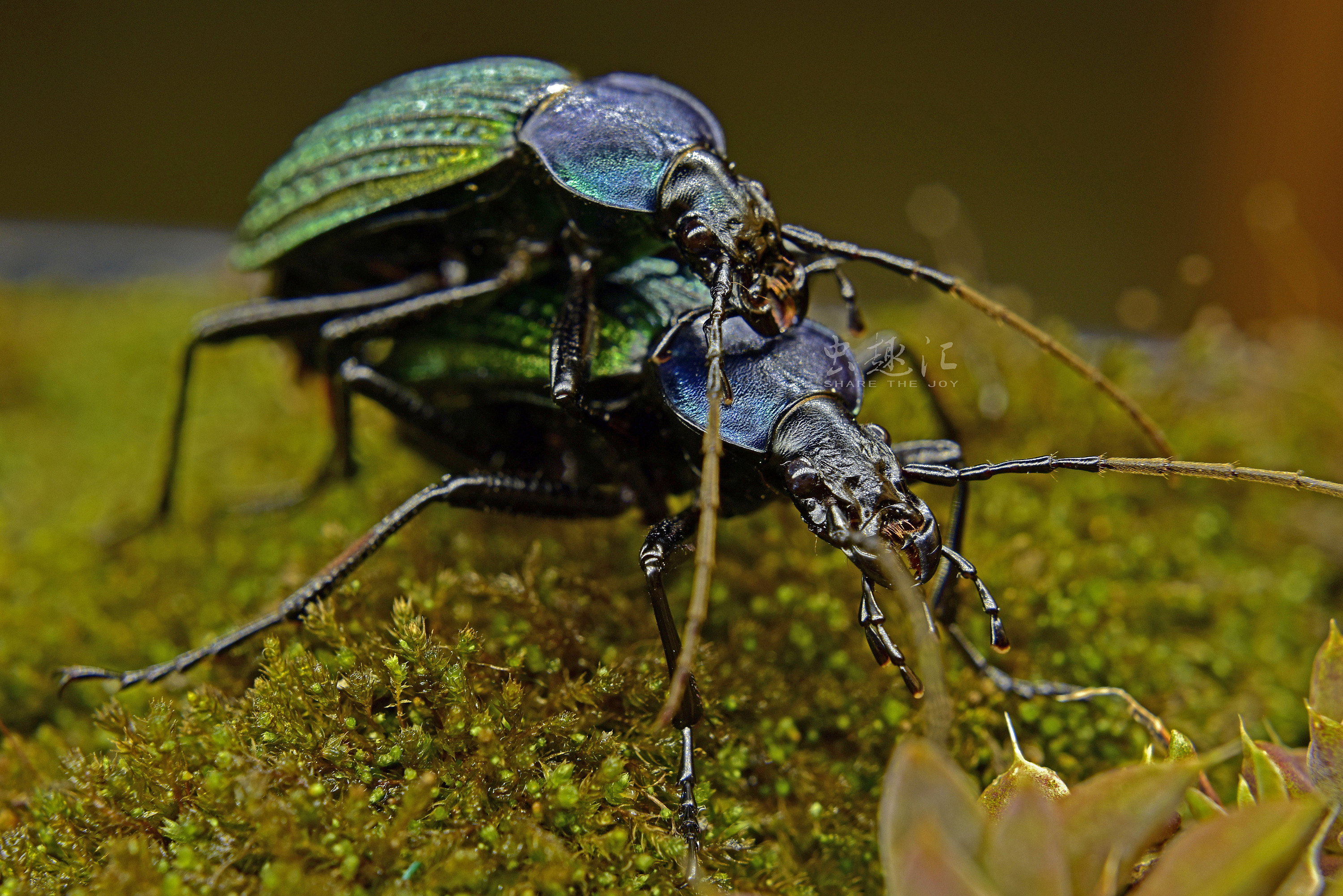 散落林间的艺术品硕步甲