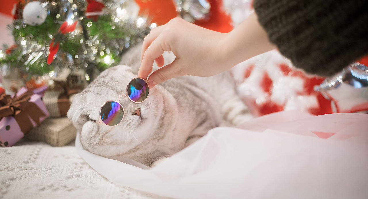 圣诞小火火（图ZMTAwODA1NDIw） - 宠物摄影 - 站酷设计师懒惰的胡奇奇原创素材 - 站酷ZCOOL