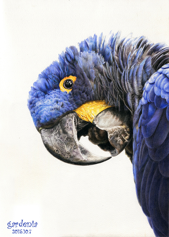 紫蓝金刚鹦鹉怎么画图片