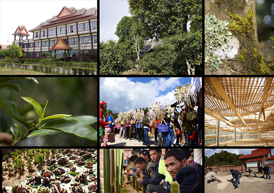 上行设计/臻友会古树茶