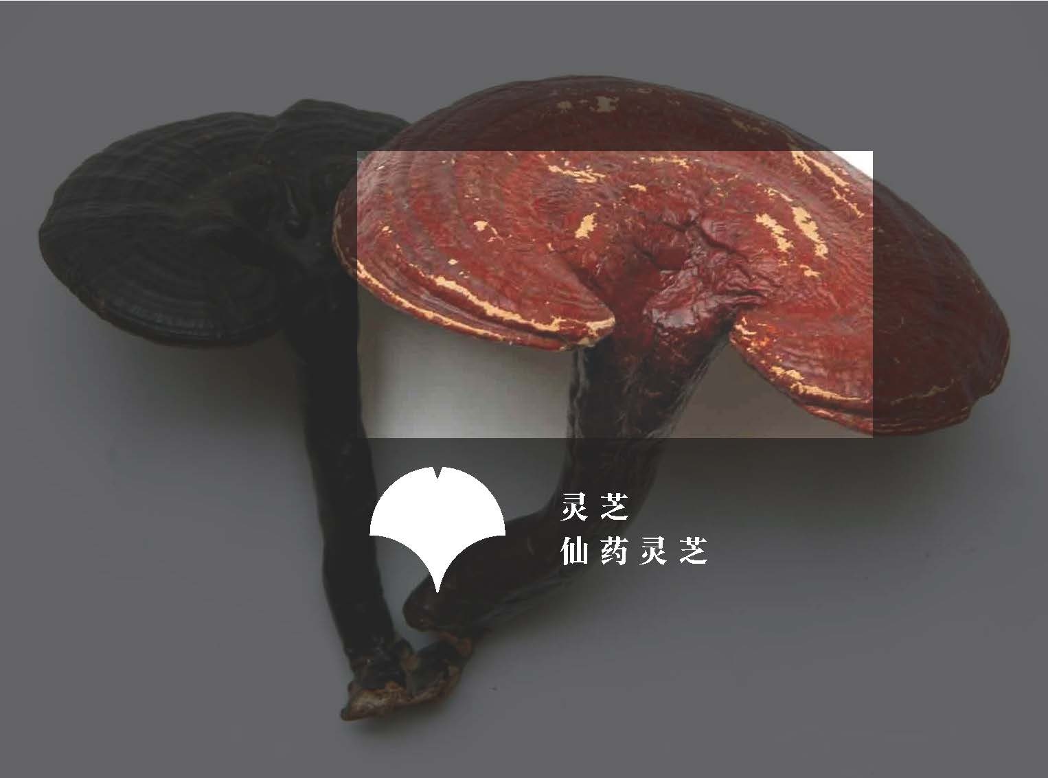 湘慈国医堂logo提案