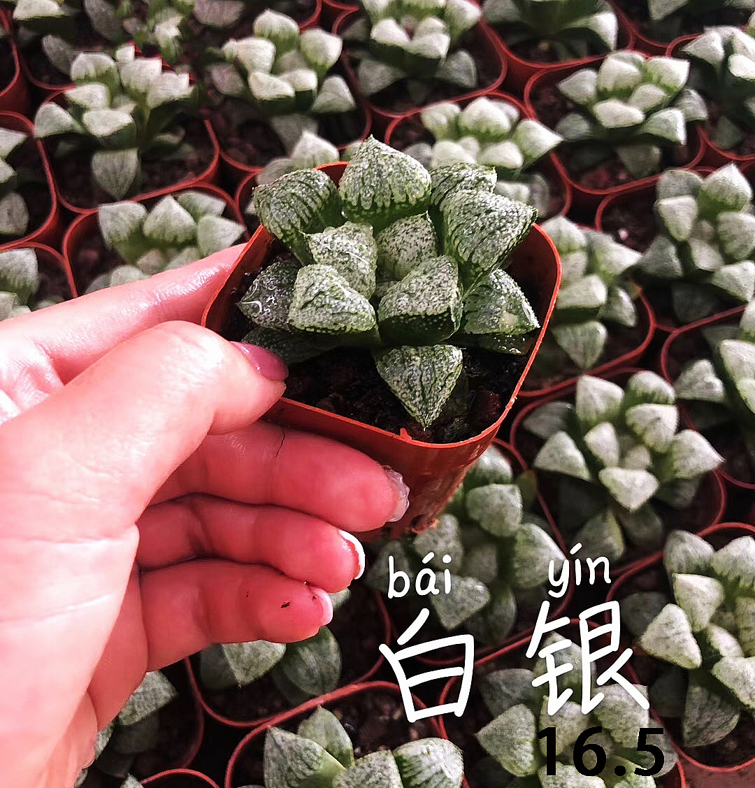 云南东南亚多肉绿植（图ZMTU1NDUxODEy） - 产品摄影 - 站酷设计师绿植玩家原创素材 - 站酷ZCOOL