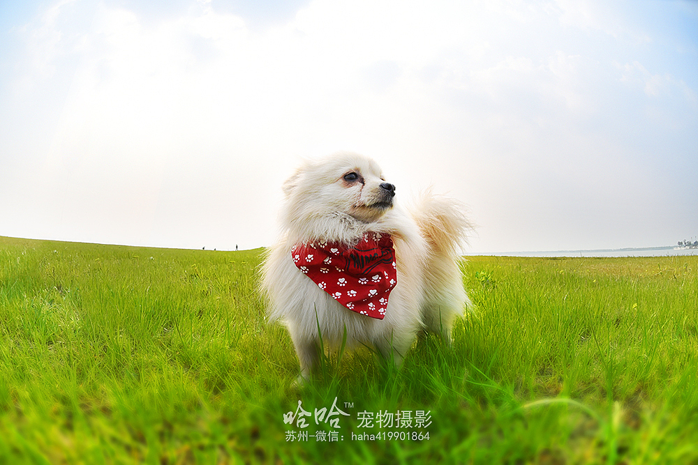 皮蛋~苏州阳澄湖边【哈哈宠物摄影】（图ZNDUzNDUyNDA=） - 宠物摄影 - 站酷设计师韩晨1990原创素材 - 站酷ZCOOL