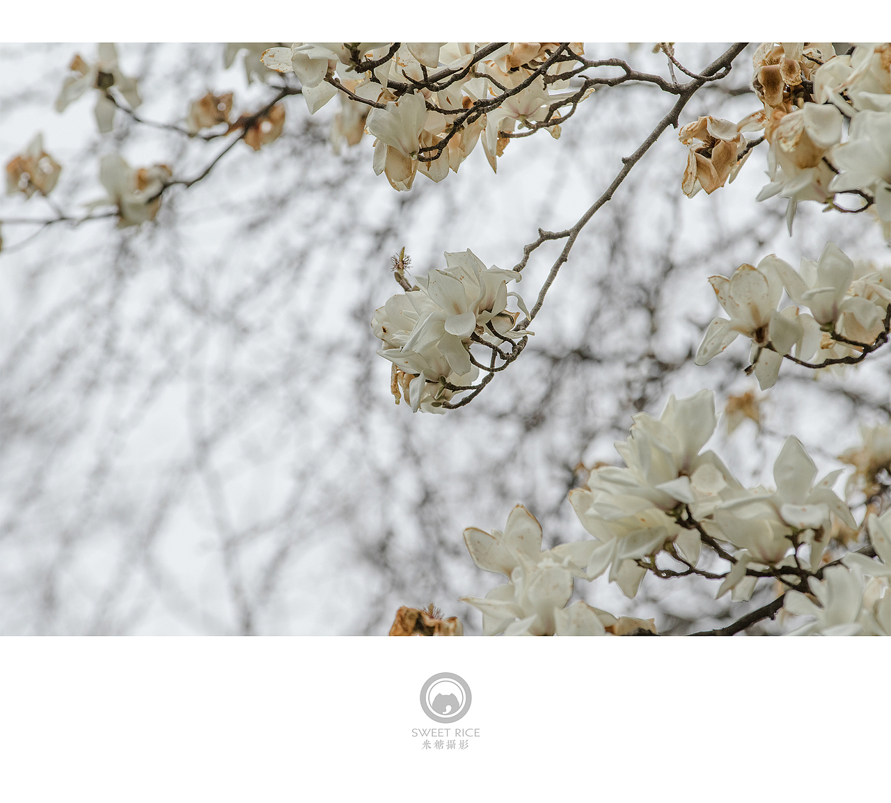 青雨嗅春（图ZNDQwOTUzNDQ=） - 风光摄影 - 站酷设计师挂糖原创素材 - 站酷ZCOOL