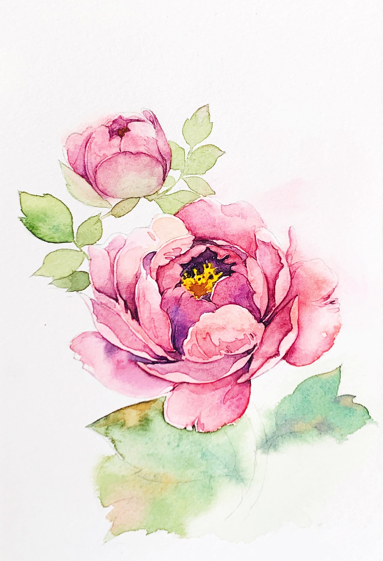 水彩花卉练笔--玫瑰