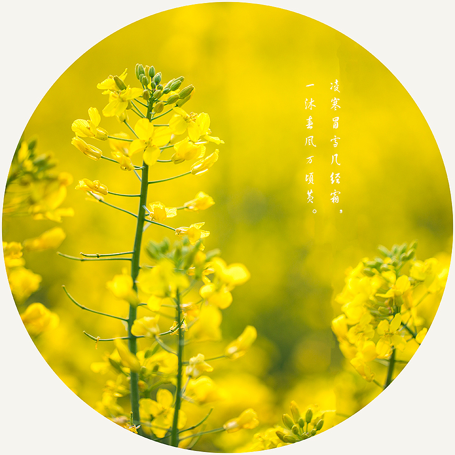 菜花（图ZNDUxMzI2MjA=） - 风光摄影 - 站酷设计师啓之的摄影观原创素材 - 站酷ZCOOL