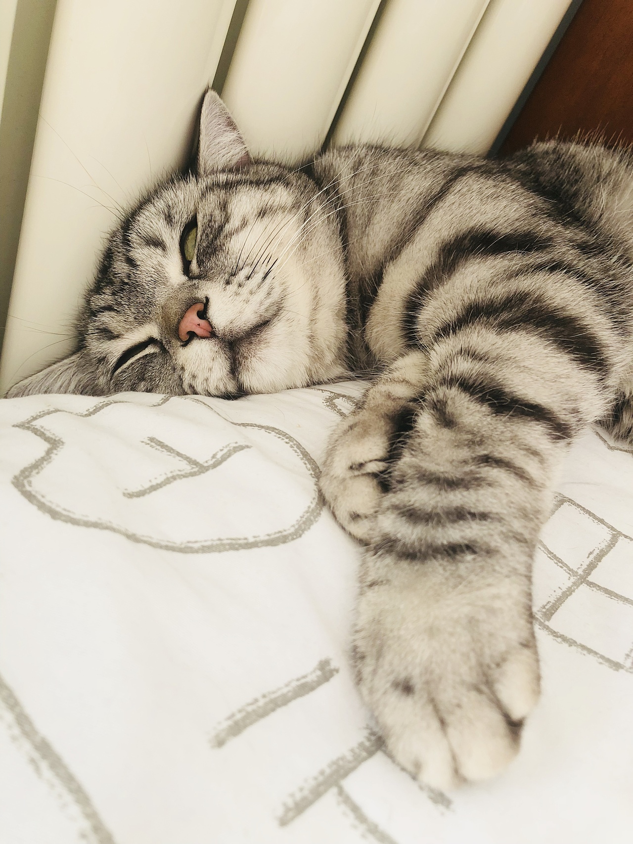 猫奴偷拍的主子们