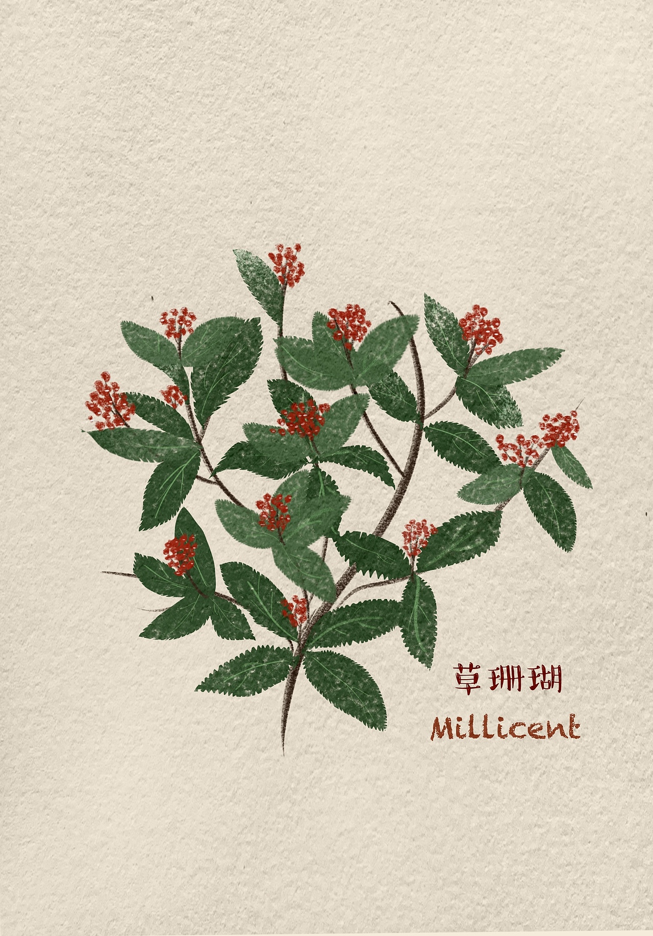 水粉笔触植物图鉴|插画|创作习作|松米粒不能吃_原创作品-站酷zcool