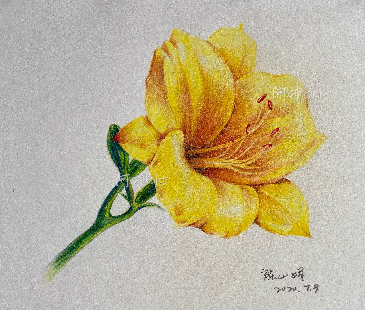 彩铅夏日萱草花