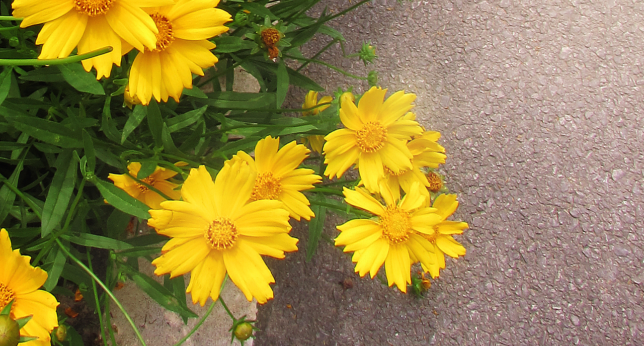 长沙阳湖湿地公园