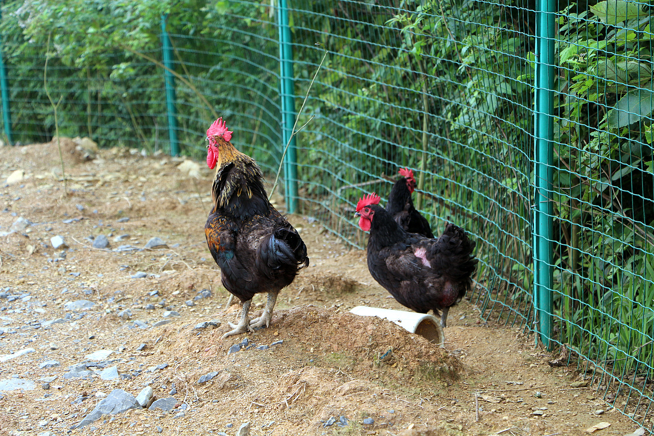 农产品原生态/土鸡/皮蛋/蔬菜/黑鸡/电商农业美食特产（图ZNTMyOTM5MTI=） - 风光摄影 - 站酷设计师涉笔成趣原创素材 - 站酷ZCOOL