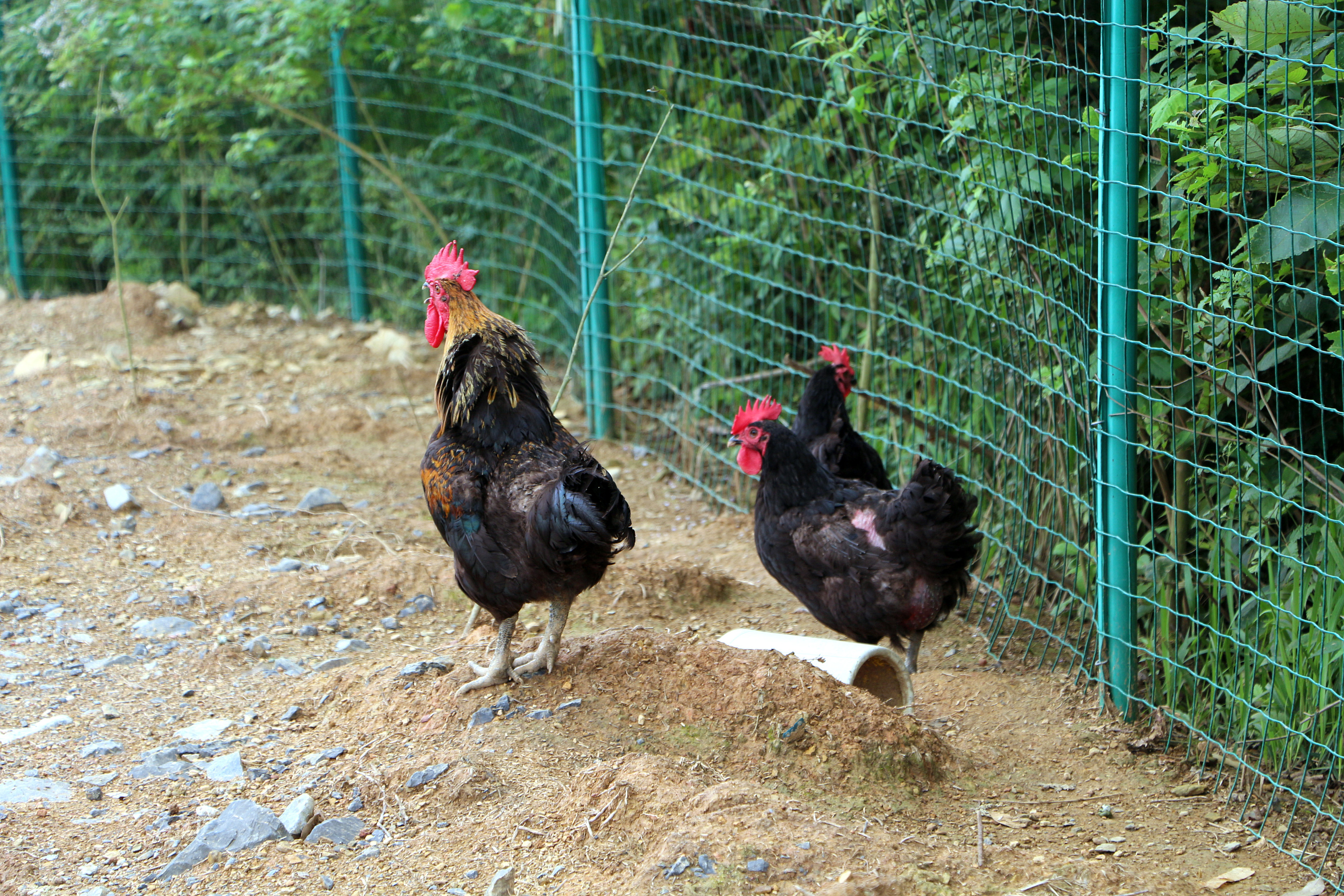 农产品原生态/土鸡/皮蛋/蔬菜/黑鸡/电商农业美食特产