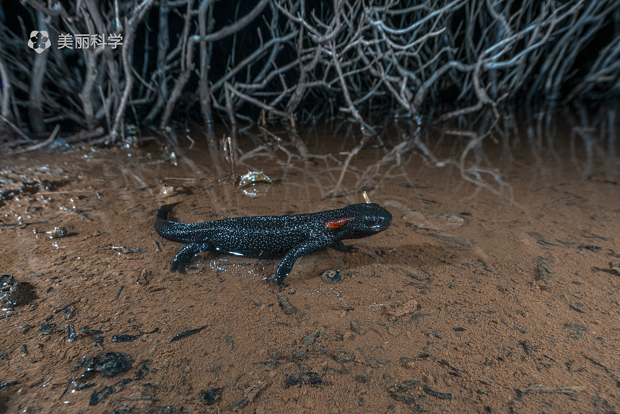 中国动物·两爬之美|红黑相间的奇妙生物-中国疣螈属