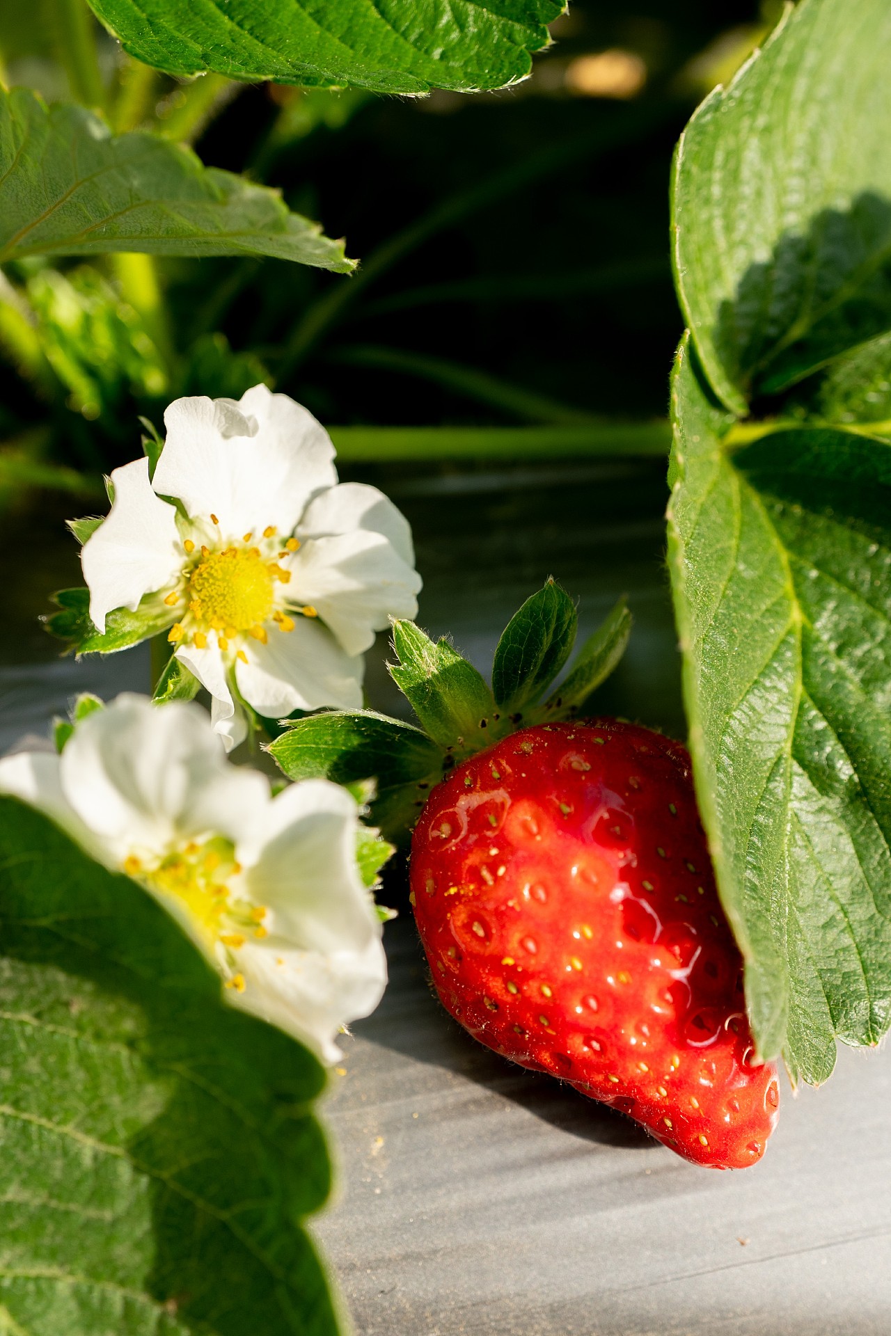 草莓拍摄|摄影|产品摄影|丹荔映画 - 原创作品 - 站酷 (zcool)