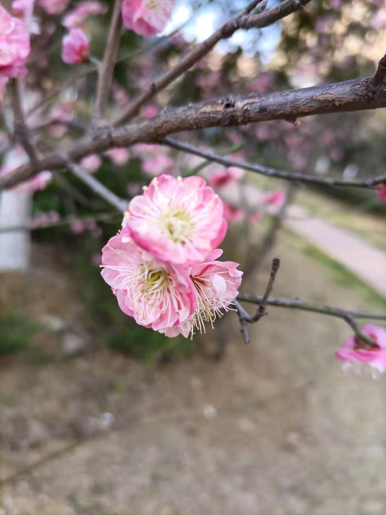 春的风景线（图ZMjk1MDUwNjY4） - 其他摄影 - 站酷设计师小菜花啊啊原创素材 - 站酷ZCOOL