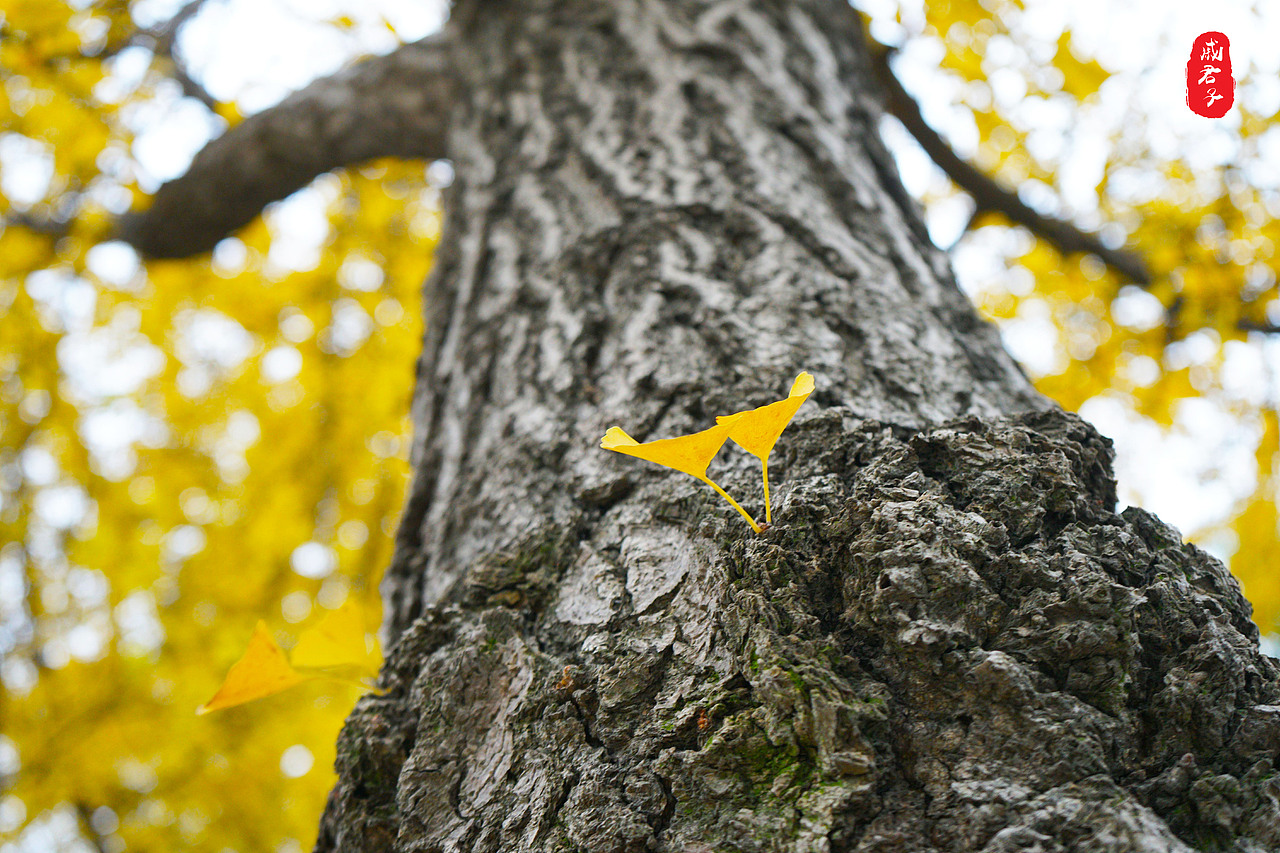 秋叶之『道前街』（图ZMTQ3MzE0OTEy） - 风光摄影 - 站酷设计师姓薛了不起啊定饿原创素材 - 站酷ZCOOL