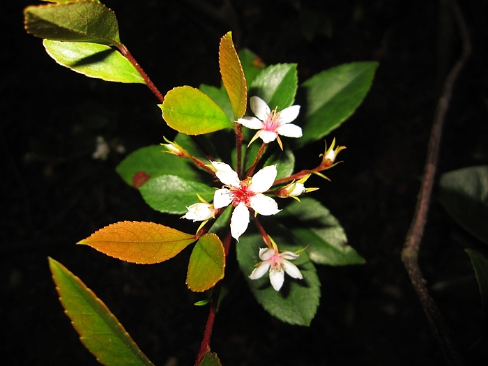 冬日之深圳园博园