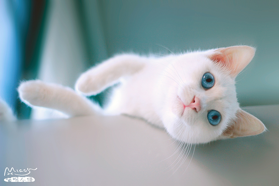 桃子809的個(gè)人主頁(yè)（封面預(yù)覽） - 主頁(yè)封面設(shè)置 - 站酷設(shè)計(jì)師桃子809原創(chuàng)素材 - 站酷ZCOOL