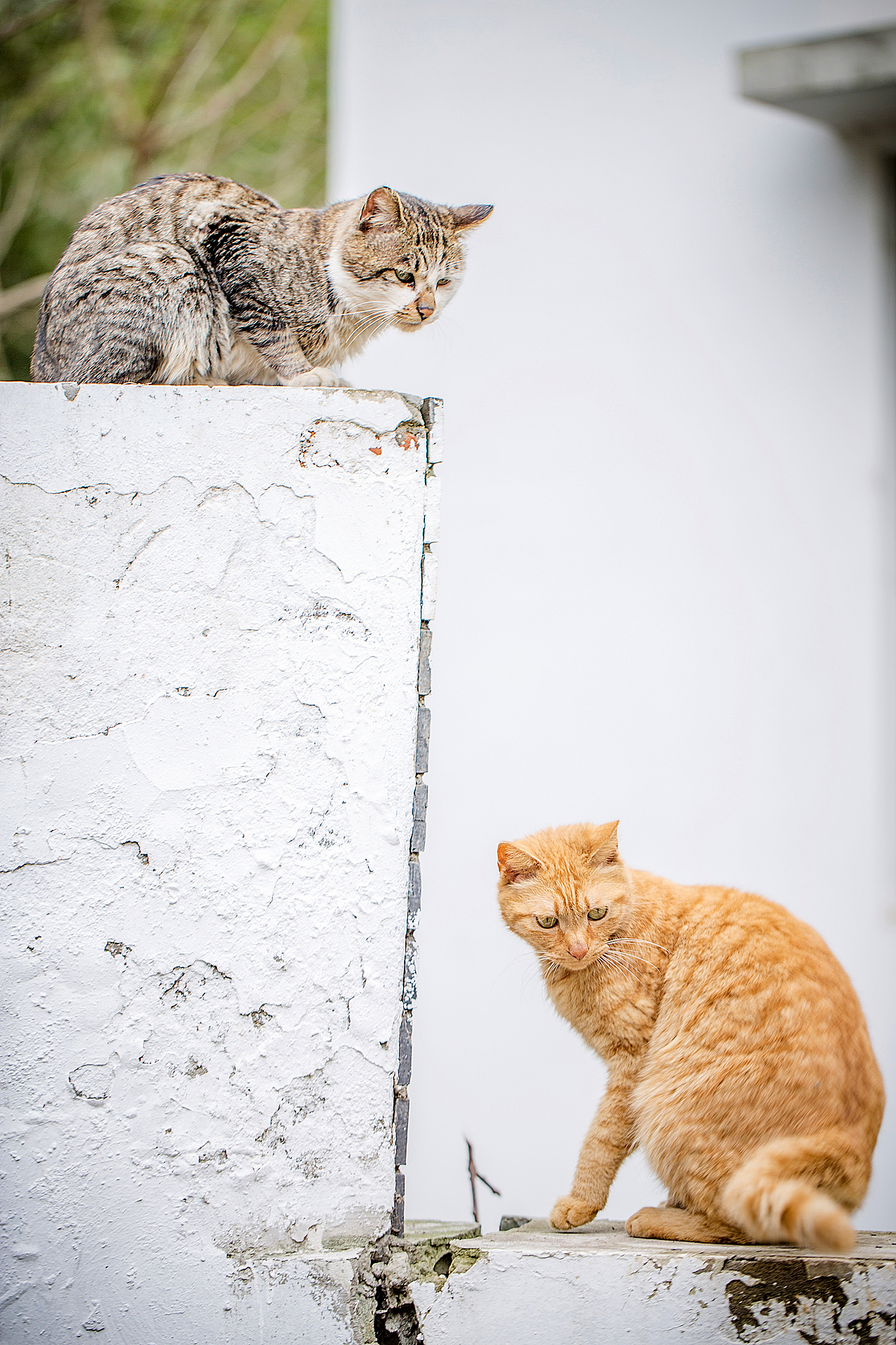 花园里的橘猫（图ZMTE2MzQxOTIw） - 宠物摄影 - 站酷设计师Jun丶俊原创素材 - 站酷ZCOOL