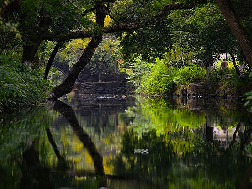 依依古树 | 潺潺清流 | 摄于广西桂林市兴安县灵渠
