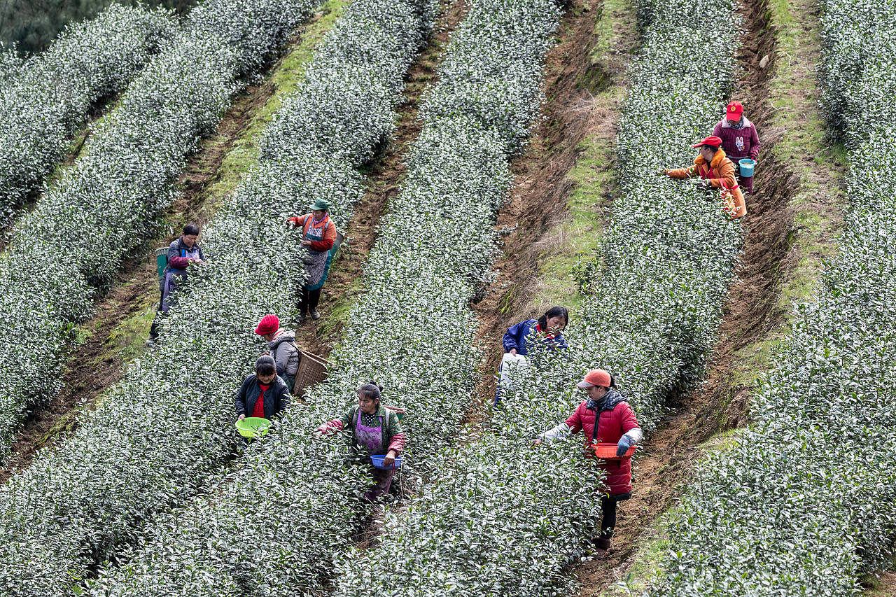 2019年2月16日,重庆市南川区南城街道半溪河社区茶农在采摘早春茶。