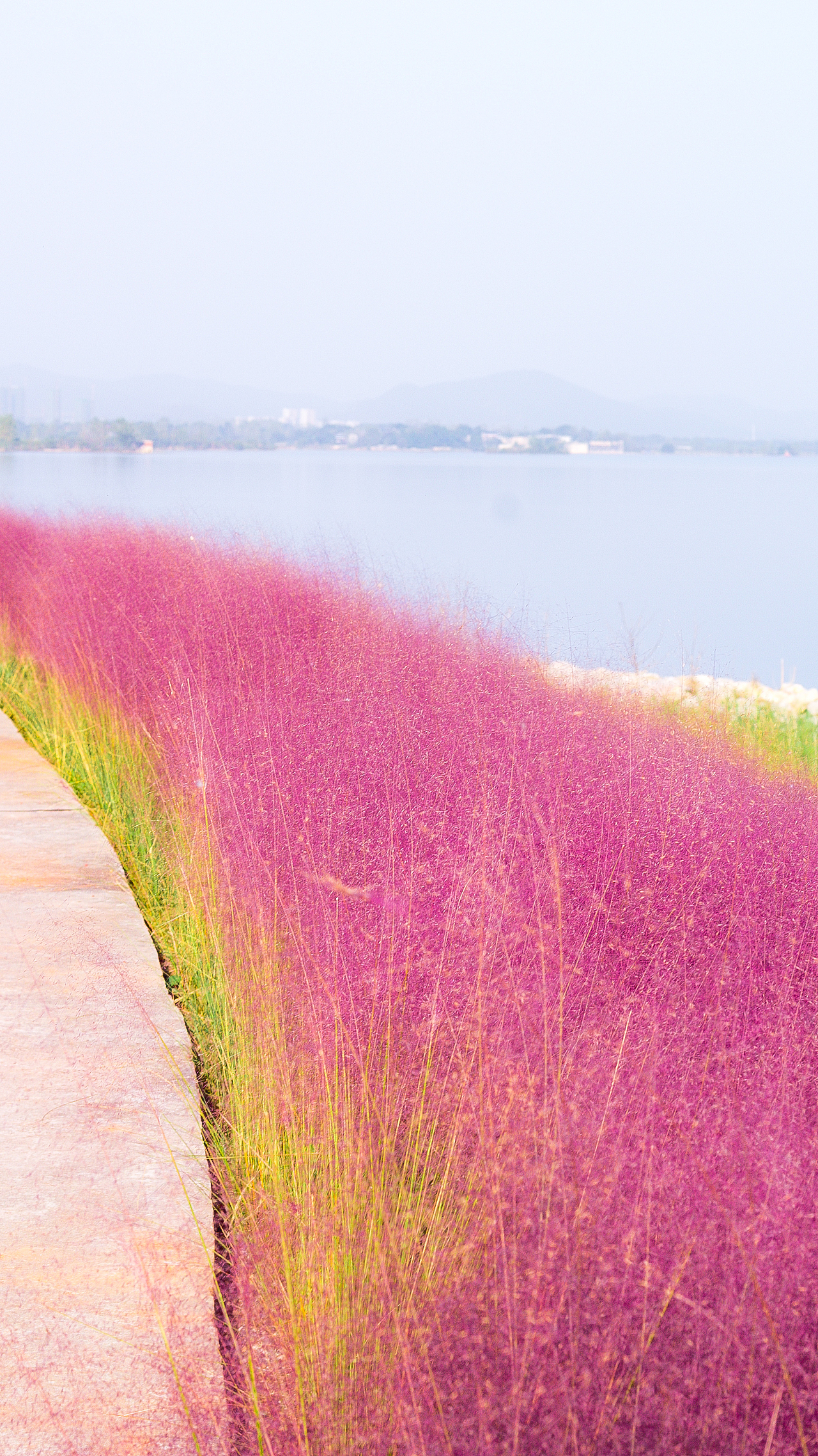 网红粉黛乱子草