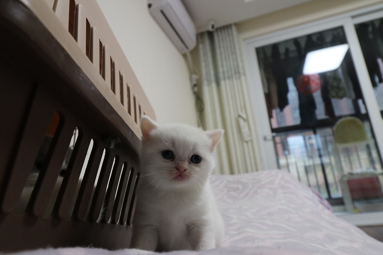 猫 161-英短-纯白-母-五粉-头无灰色毛-23-405g（图ZMjA4NjA2OTA0） - 宠物摄影 - 站酷设计师沐米猫舍原创素材 - 站酷ZCOOL