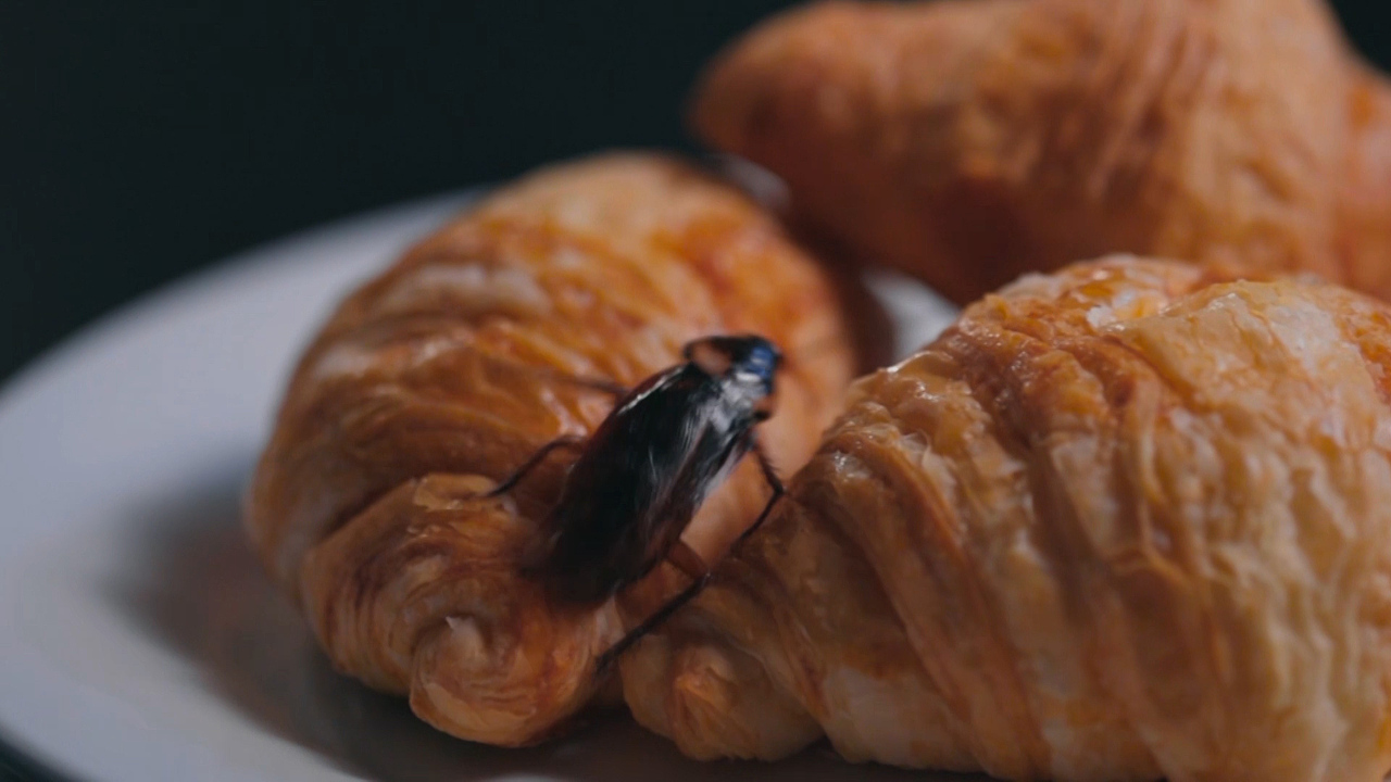 多多灭蟑螂药-全屋剿灭杀蟑饵剂